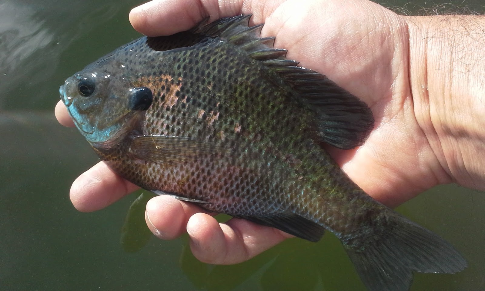 The Show Me Fly Guy Fishing With Tom on Lone Jack Lake