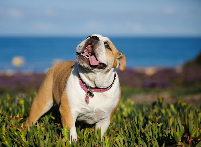 Why do people choose certain dogs despite animal welfare issues with the breed? Photo shows an English Bulldog in a field by the sea