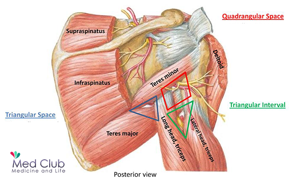 The Anatomical Spaces betwwen Scapula and Humerus ( Triangular and ...