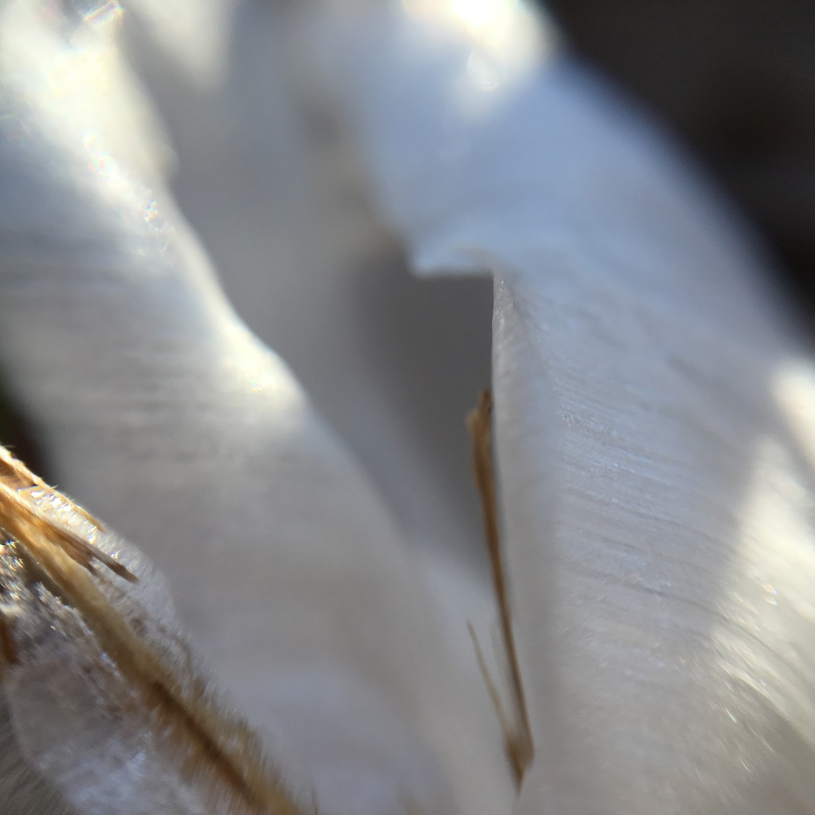 Bloomington Flying Fish Volkssport Association