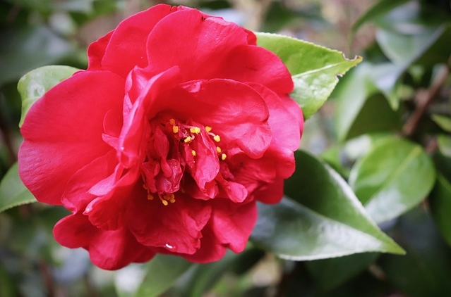 Cantinho verde - horta e jardim: Camélia - Camellia japonica