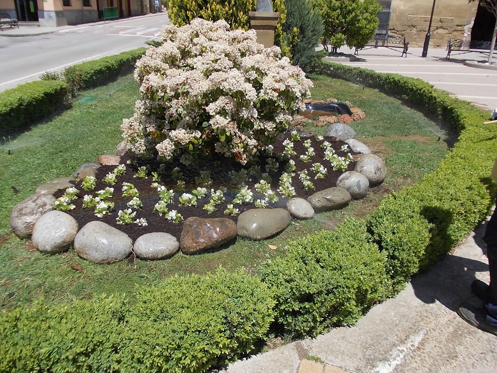 Ayerbe Taller de Empleo Jardineria: Planta de temporada Plaza Ramón y Cajál