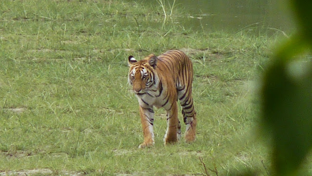 Bardia tiger
