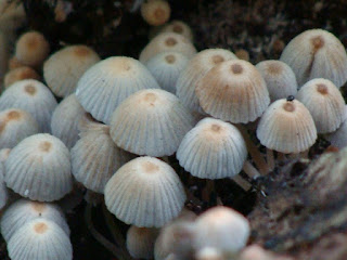 Coprinellus disseminatus DSC60848