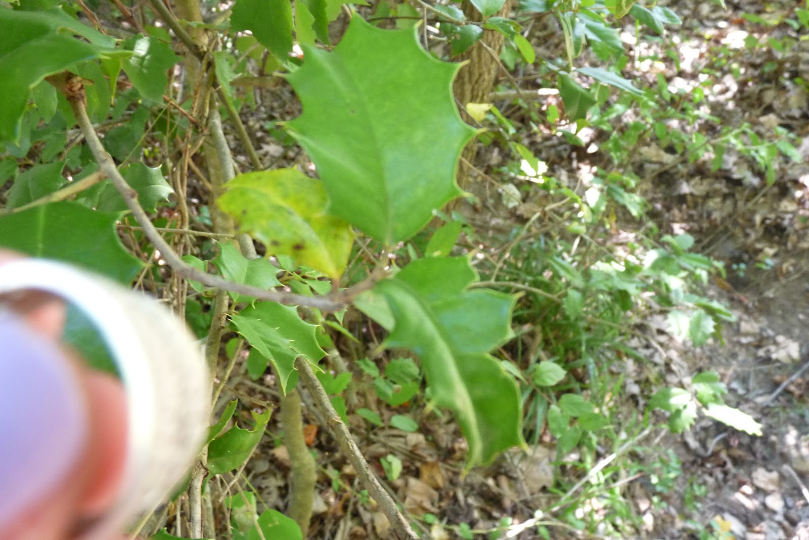 AP Biology Summer Assignment Modified Leaf of a Plant