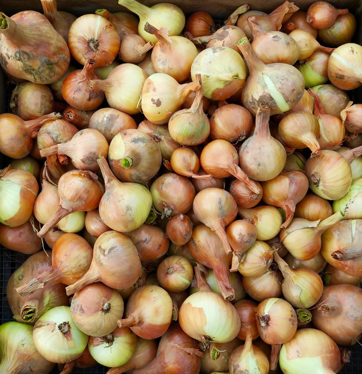 Upland Potato Onion Harvest 2016orThese Peasant Onions Are Amazing!