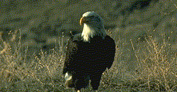 Endangered New Jersey: 2017 NJ Bald Eagle Project Report