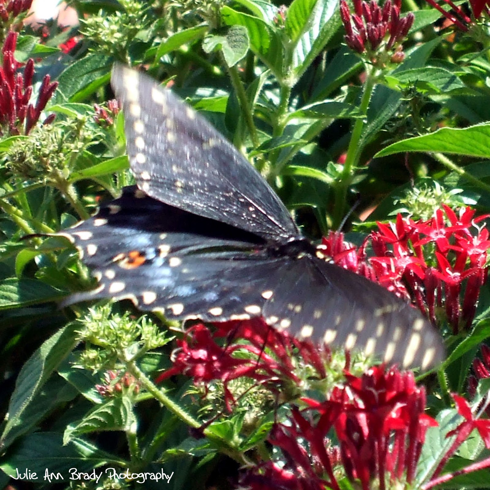 Julie Ann Brady Blog On Eastern Black Swallowtail Butterfly