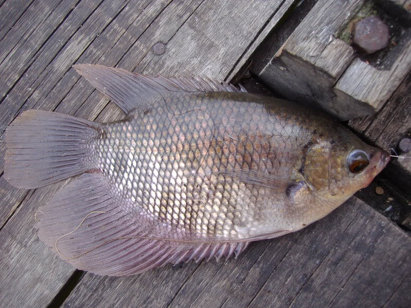 Galaxie Joran: Jenis Ikan Air Tawar