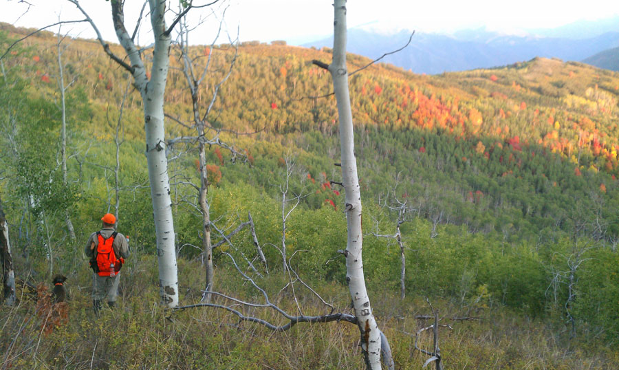 More Grouse Hunting In Utah