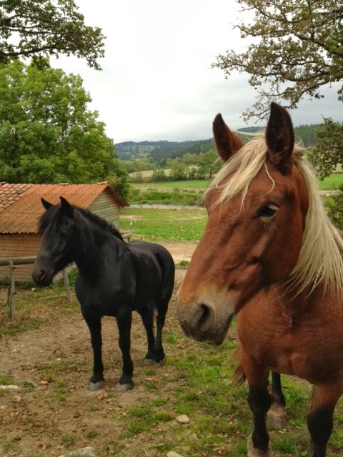 Where's My Effing Pony?: Burnished Copper Horses & Grey Stone Houses