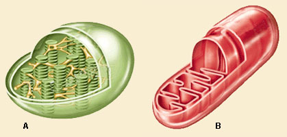 mitocondria y cloropasto