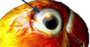 CARA MENGOBATI SAKIT MATA PADA BURUNG LOVEBIRD TERMUDAH CARA MENGOBATI SAKIT MATA PADA BURUNG LOVEBIRD TERMUDAH