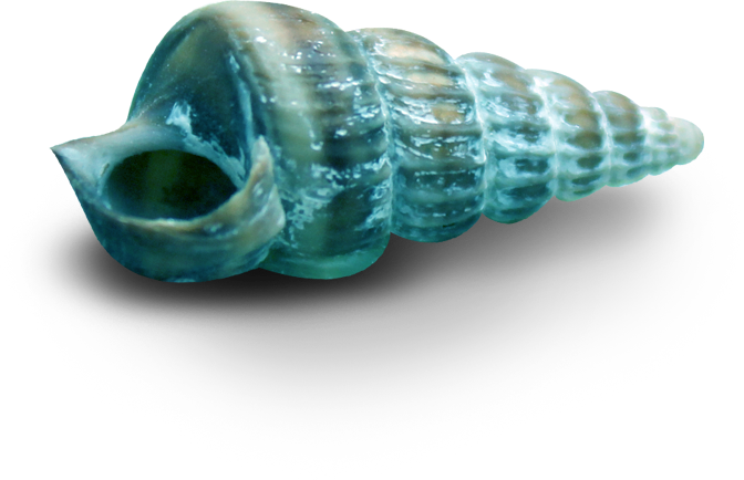 TRENDY TUBES - She Sells Sea Shells, By The Sea Shore / PNG