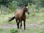 Fotografia Carolina TavaresFazenda2010