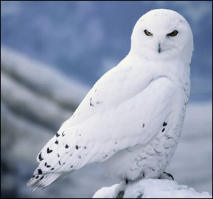 snowy_owl.jpg