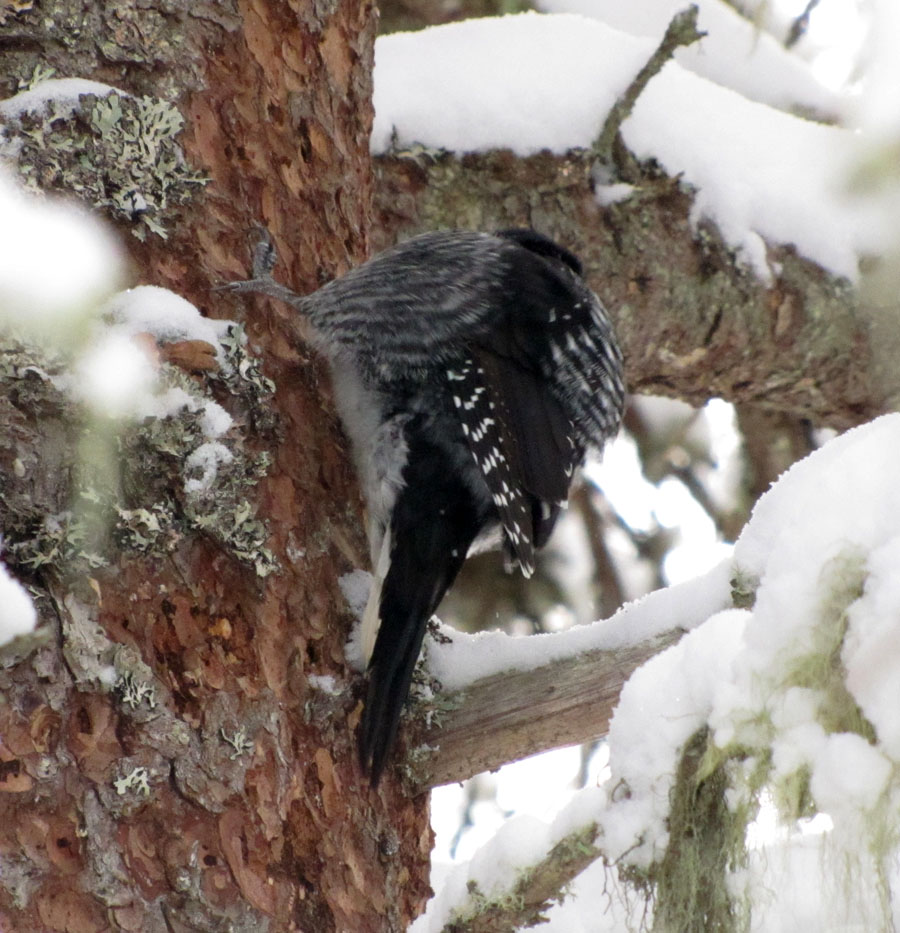 North Shore Nature: A good winter for American Three-toed Woodpeckers