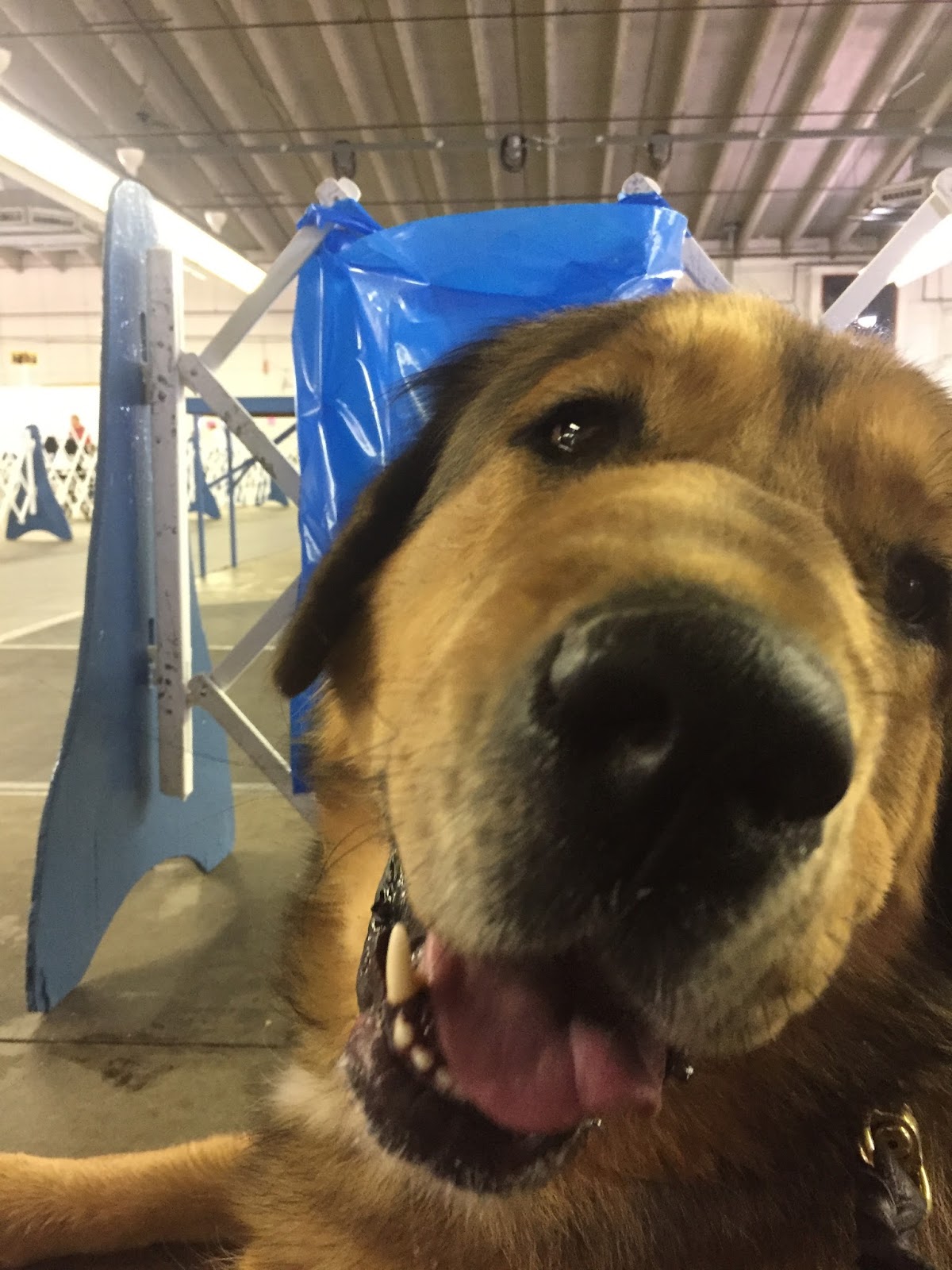 Kathryn's Brain Dog Show Cheyenne Kennel Club, 2017