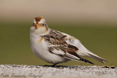 Escribano nival (Plectrophenax nivalis)