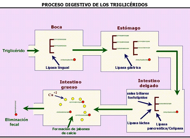 Que son los trigliceridos y como bajarlos