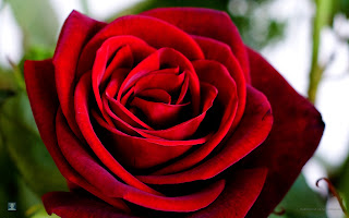 Red Rose photos