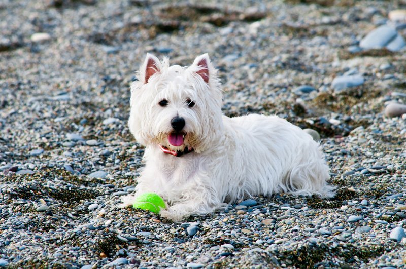 A cute white terrier laying on the beach, looking at the camera