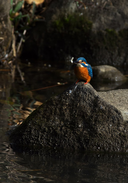 四季折々の餌:一年中野鳥に餌を与える