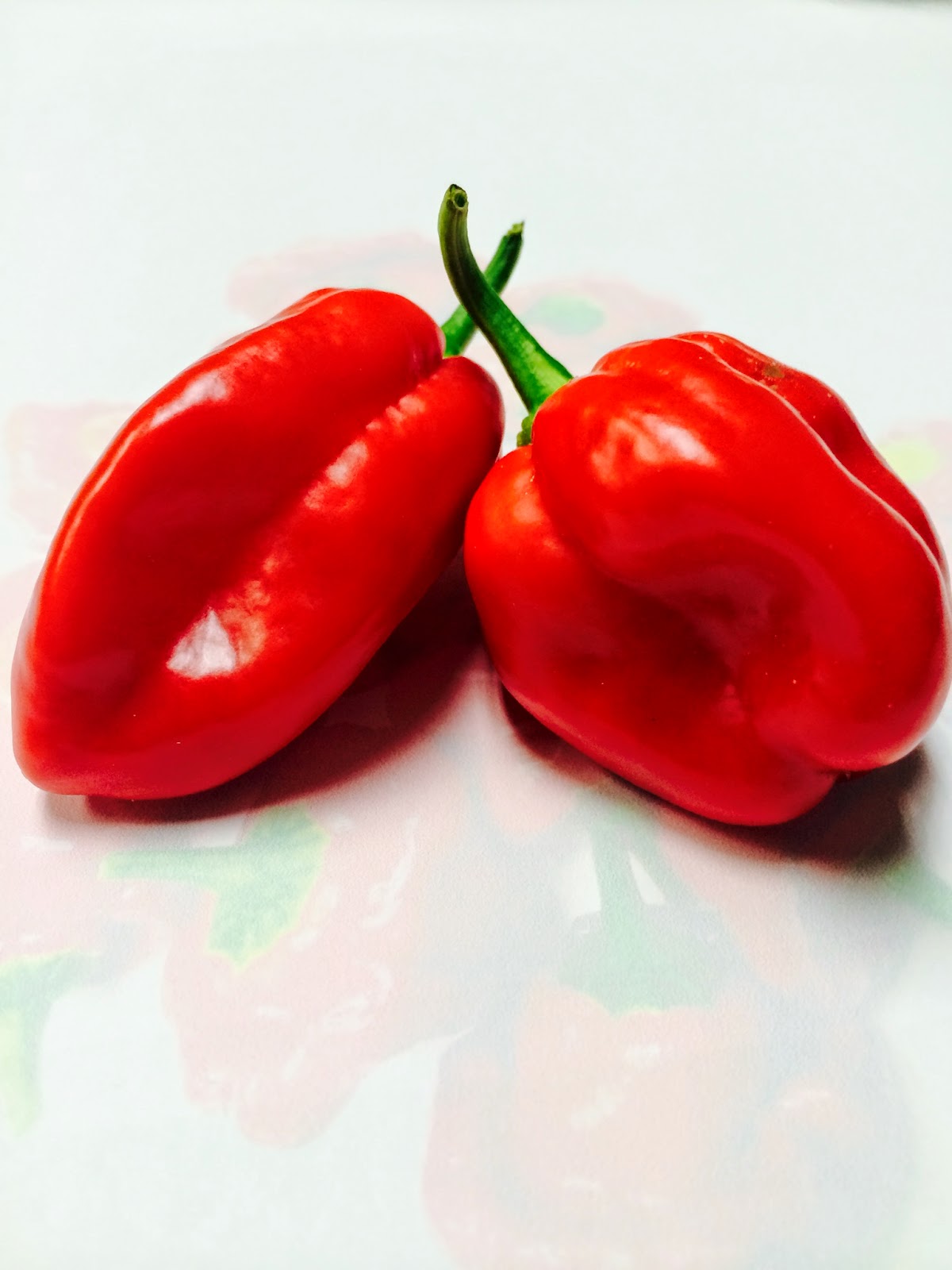 Hydroponic Pioneer Worlds Hottest Peppers, OMG