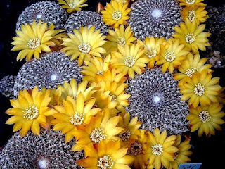 cactus-con-flores-amarillas