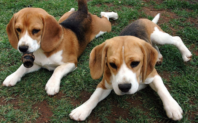 Perros Beagle en el Campo