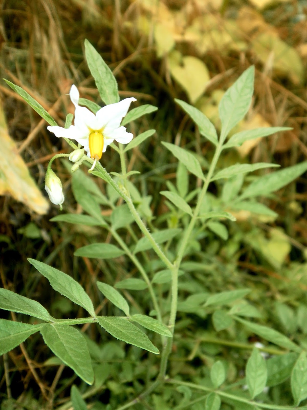 Scirpidiella's Plants Wild Potatoes (Solanum sect. Petota)