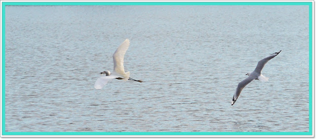 White Heron