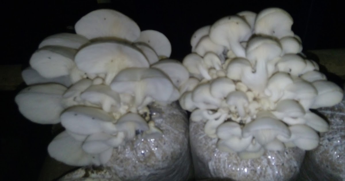 Klasifikasi dan Morfologi Tanaman Jamur Tiram Jamur Nusantara