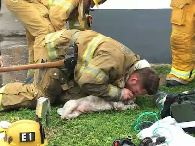 2a Firefighters in California revive dog using mouth-to-mouth resuscitation
