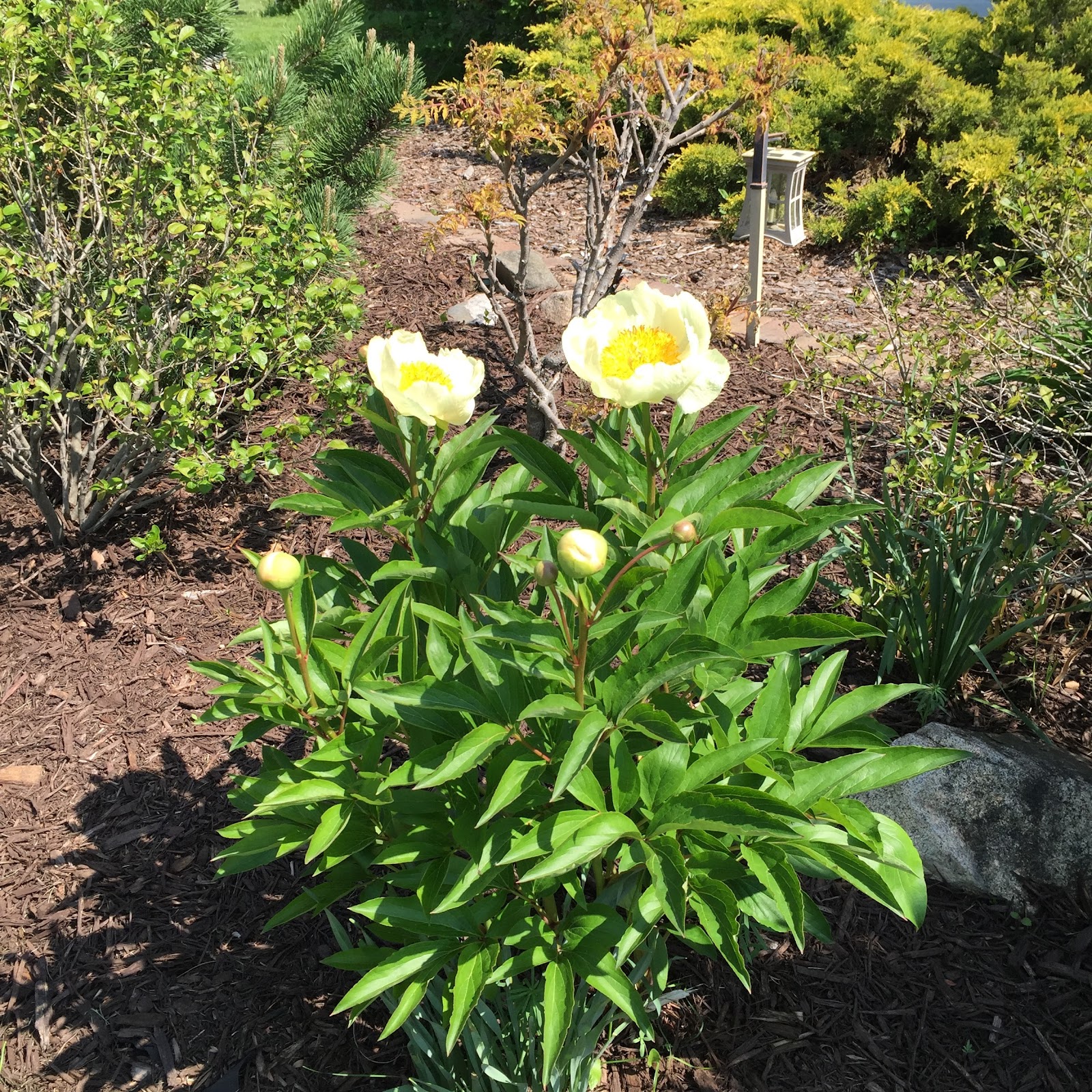 Pam's Garden Spot Yellow peonies!