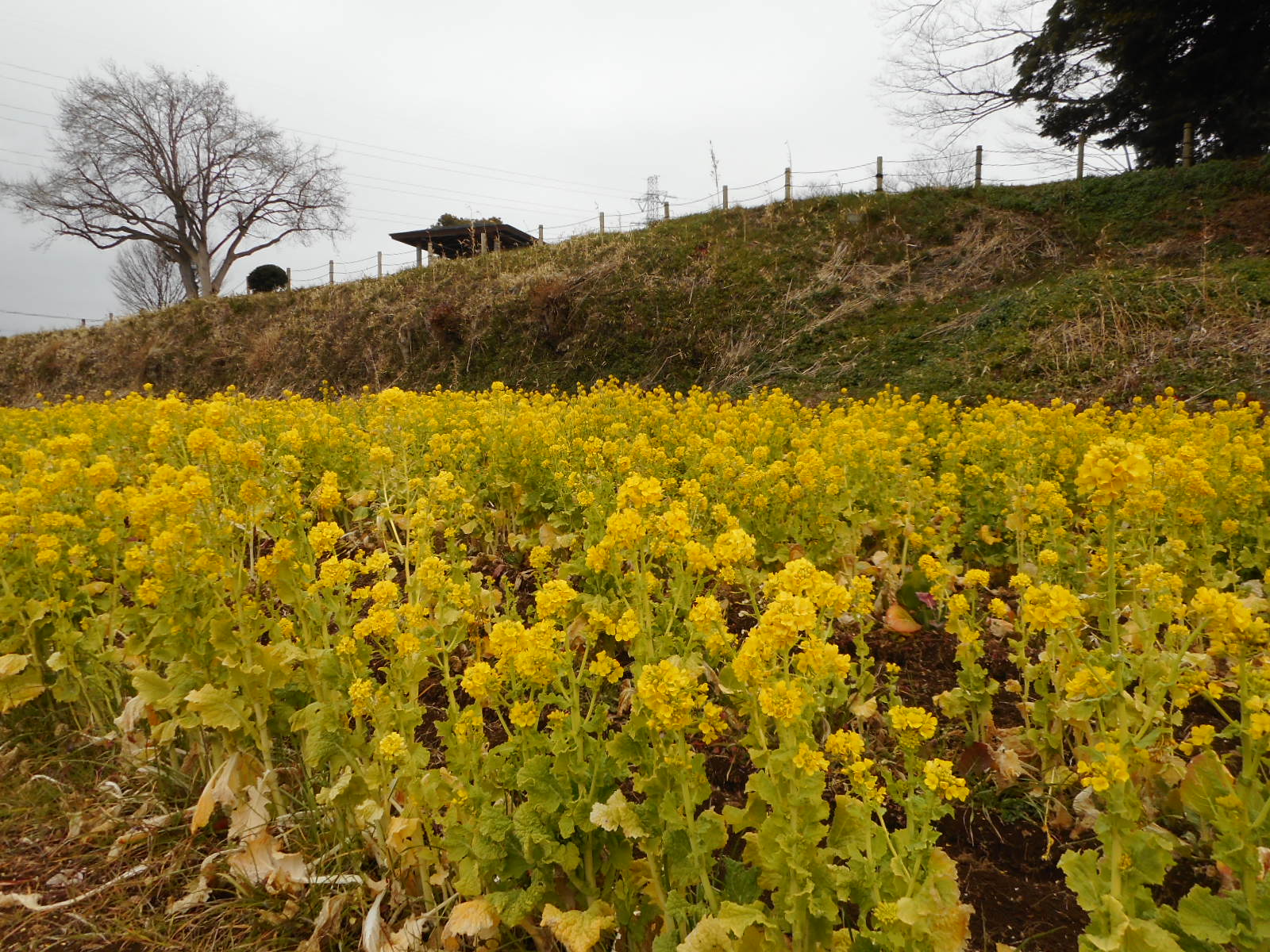 県立茅ケ崎里山公園 自然情報 菜の花情報