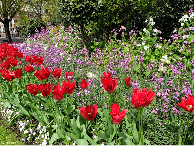 Londres Hyde Park au printemps fleurs tulipe parterre côté Queensway et Bayswater