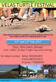 Velas turtle festival