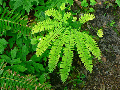Pengertian Dan Klasifikasi Tumbuhan Paku Pteridophyta Porosilmu Com