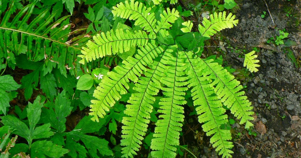 Pengertian Dan Klasifikasi Tumbuhan Paku Pteridophyta Porosilmu Com