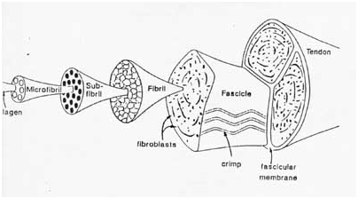 11:50: ESTRUCTURA Y FUNCIÓN DE TENDONES Y LIGAMENTOS