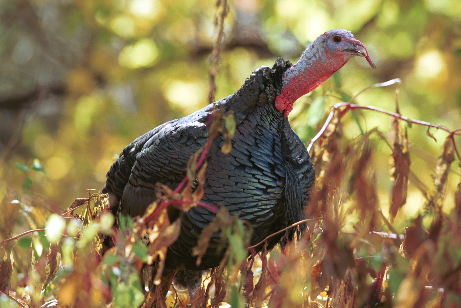 Accessible Hunter Fall Turkey in Pa