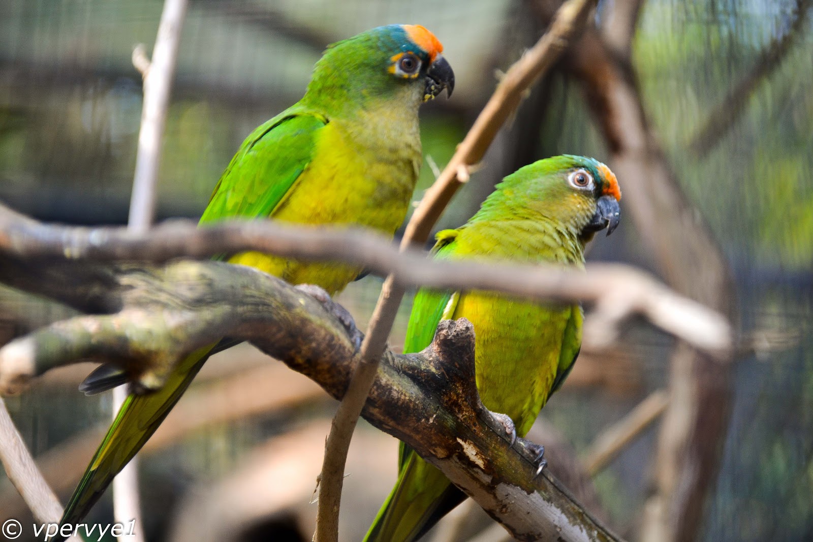 Попугаи в бразилии Попугаи в бразилии
