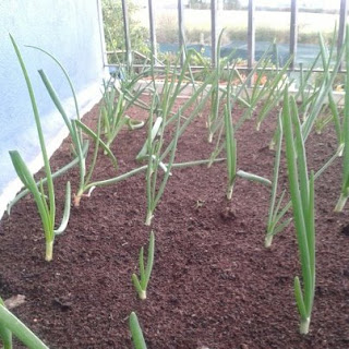 El huerto de Javier: Cosecha invernal en bancal y cítricos