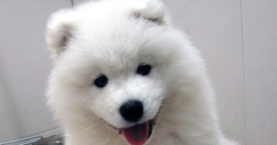 Anjing Samoyed | Jenis-Jenis Anjing dan Kucing