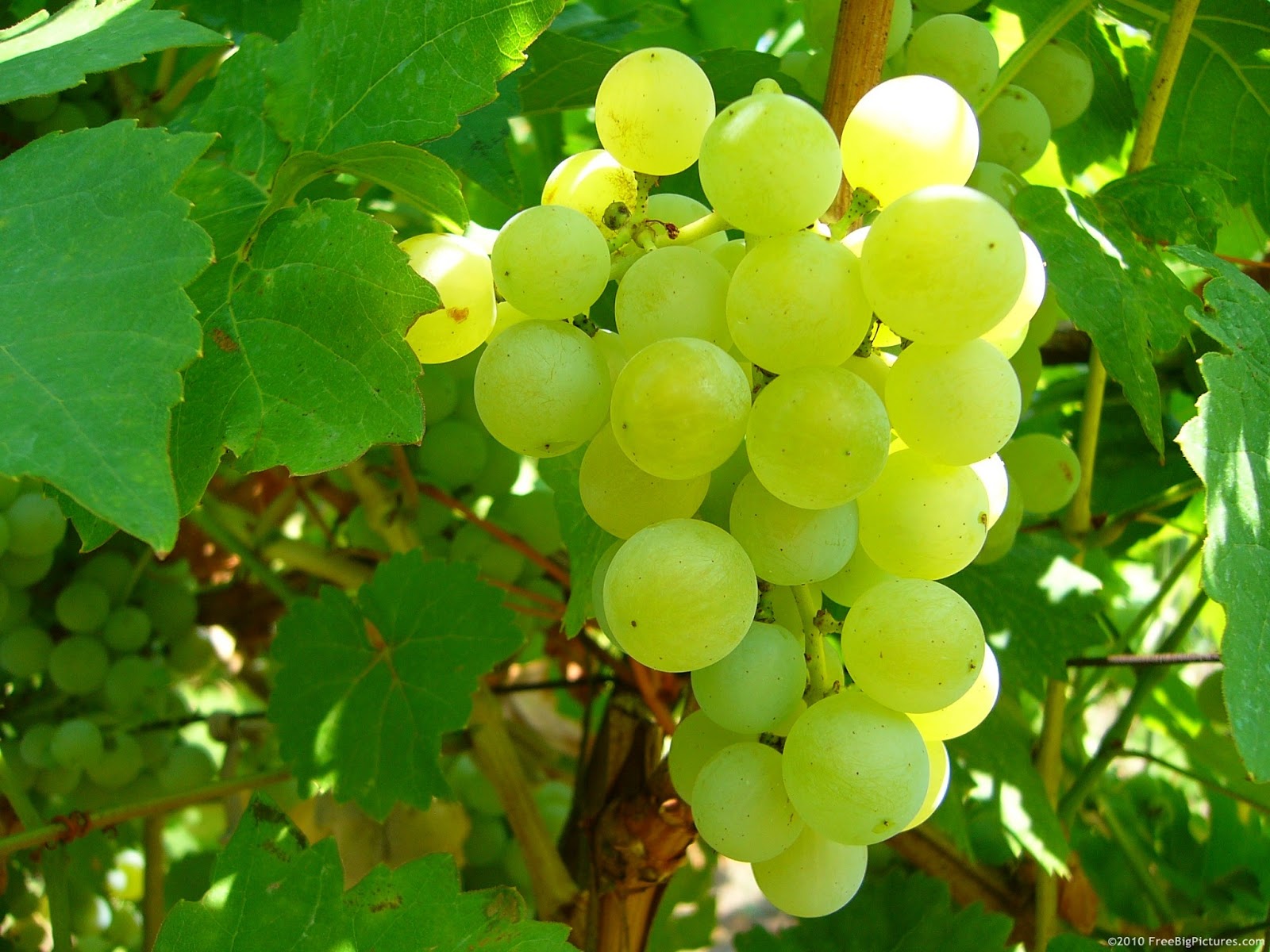 Behind the French Menu The Fabulous Table Grapes of France 1. The