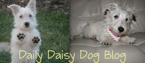 Daisy the Scottie