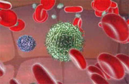 Os efeitos fisiológicos da Manipulação Articular – # Sistema Imunológico