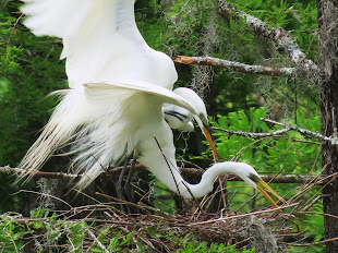 Eager Egrets: Nature at its Most Natural