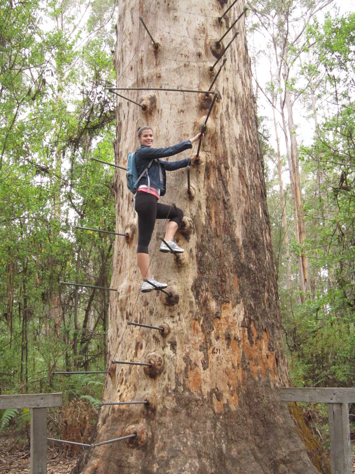 Plan A 89 Tree Top Walk!
